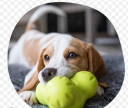 My pets toys ❤